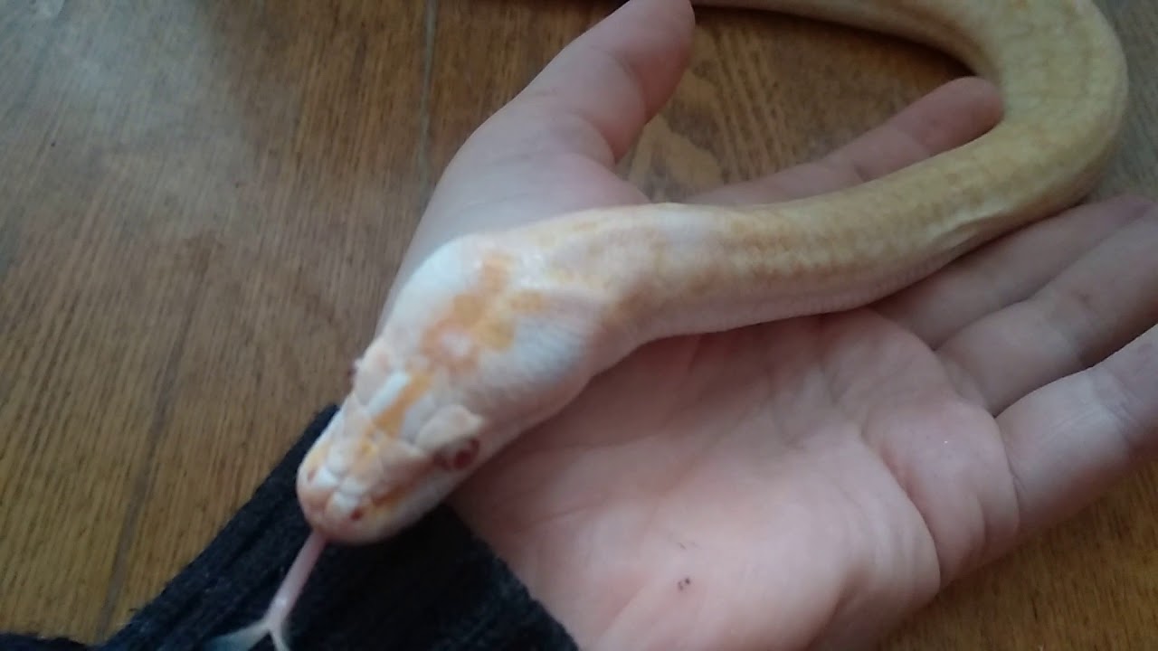 Тигровый питон гранд альбино - YouTube