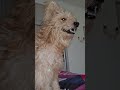Beloved dog Diana enjoying air-conditioning extreme heat shortvideo shorts video @margaretchiew