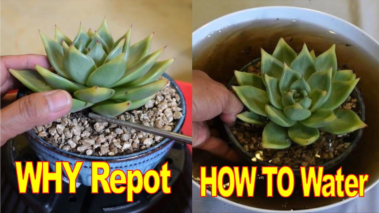 How to Repot & Water Echeveria AGAVOIDES Sirius Growing Succulents