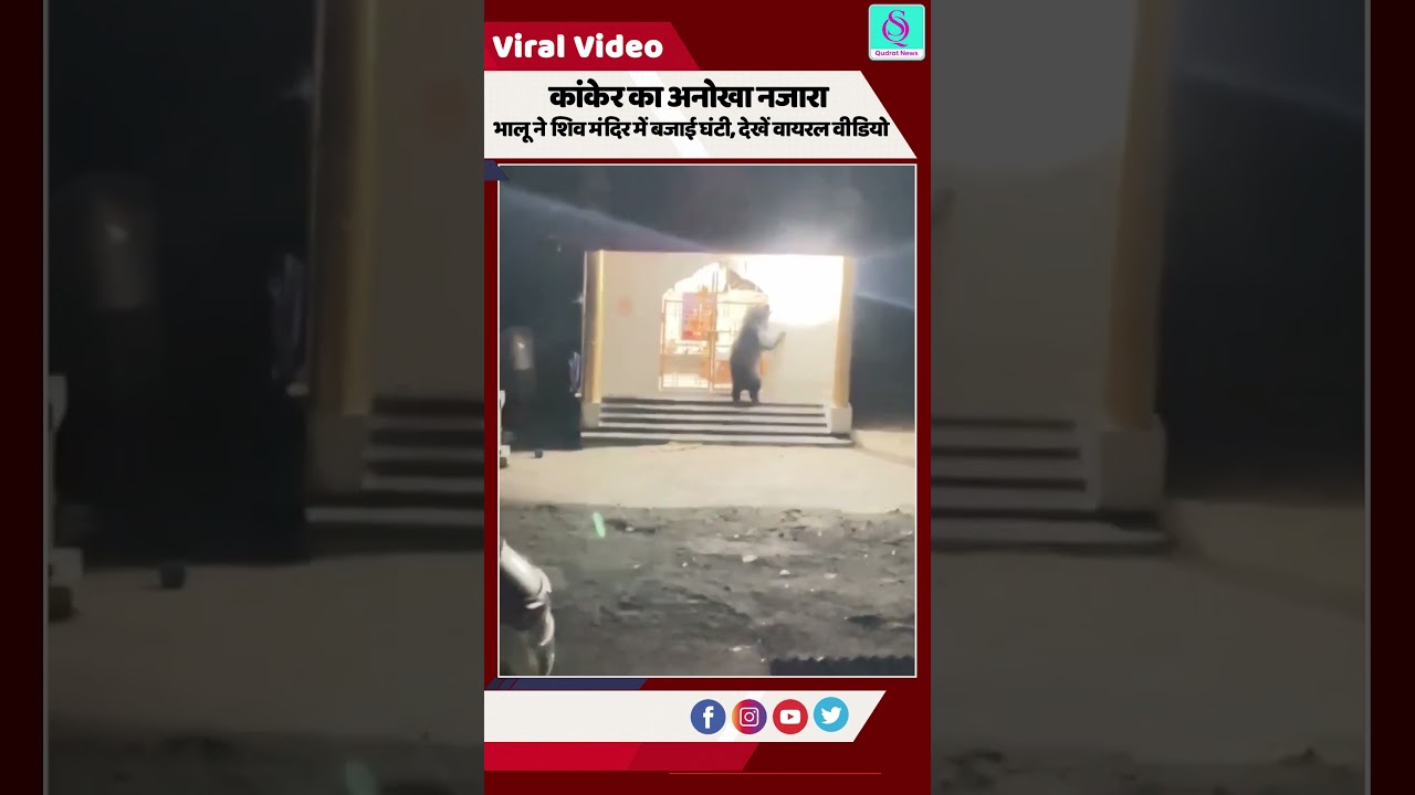 Bear Rings Temple Bell at Midnight in Chhattisgarh | Viral Video from Kanker