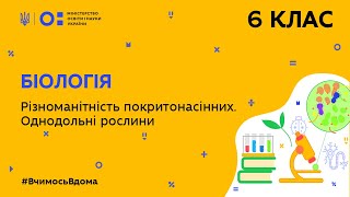 картинка: 6 клас. Біологія. Різноманітність покритонасінних. Однодольні рослини  (Тиж.4:ЧТ)
