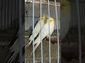 Likod Bahay #birds