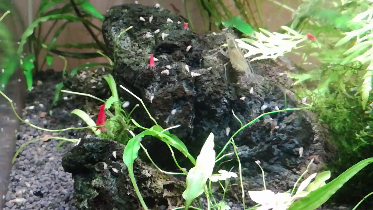 Мой креветочник/ Малек пецилии - охотник/ Улитки мелании расплодились ...