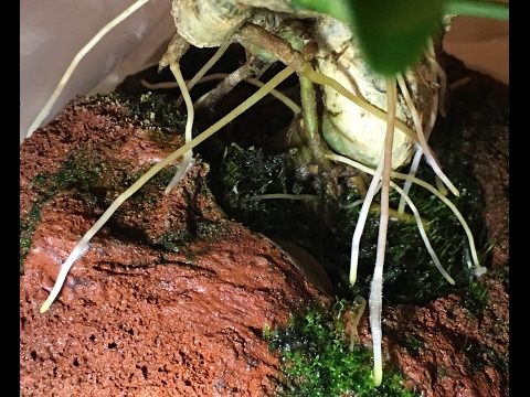 GROW AERIAL ROOTS IN DWARF SCHEFFLERA - pt. 2