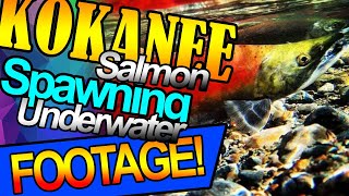 Salmon Spawning | Kokanee Salmon Spawning Utah | Josh Bendoski Power Fishing Tips Utah