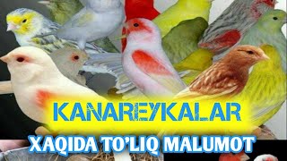 KANAREYKALAR XAQIDA TO'LIQ MALUMOT