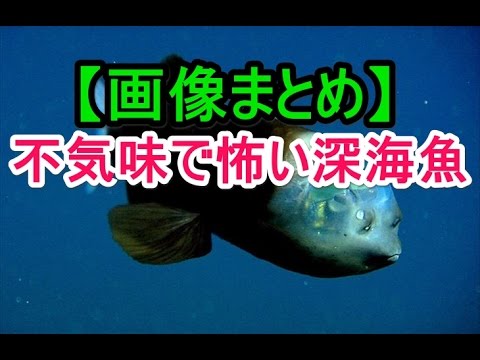 深海魚画像まとめ 不気味で怖い深海魚 Youtube