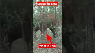 Elephant shortssaveanimalvillage  viral