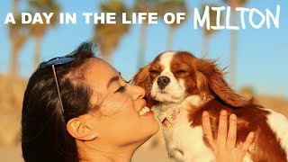 A Day in the Life of Milton | Cavalier King Charles in Los Angeles California Edition