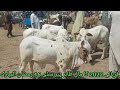 Zahir pir Cow Mandi| Small Calf Of Scarifice 2022|16 Ramzan|20/04/2021|