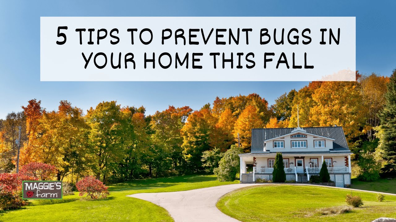5 Tips to Prevent Bugs in Your Home This Fall YouTube