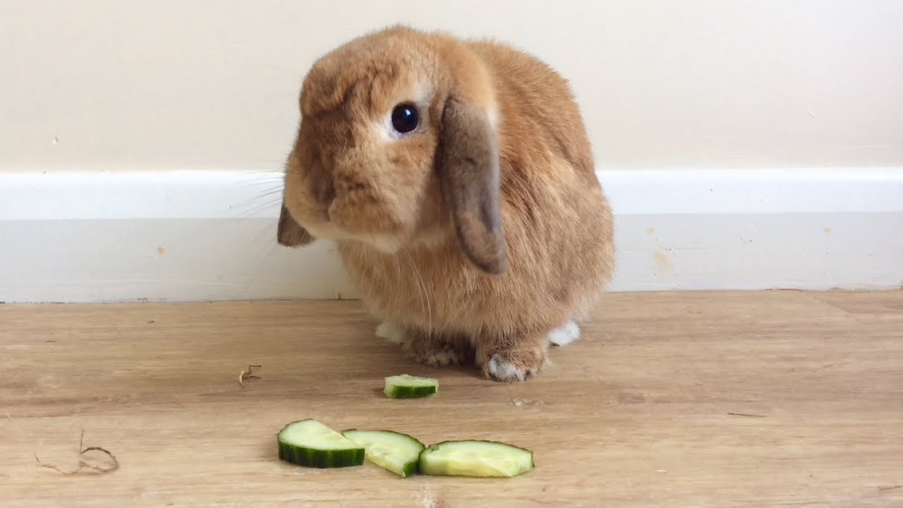 Mini Lop Rabbit eating Cucumber YouTube