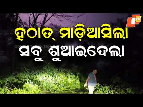 Sudden Storm Leaves Kasinagar in Chaos, Trees Uprooted and Power Cut