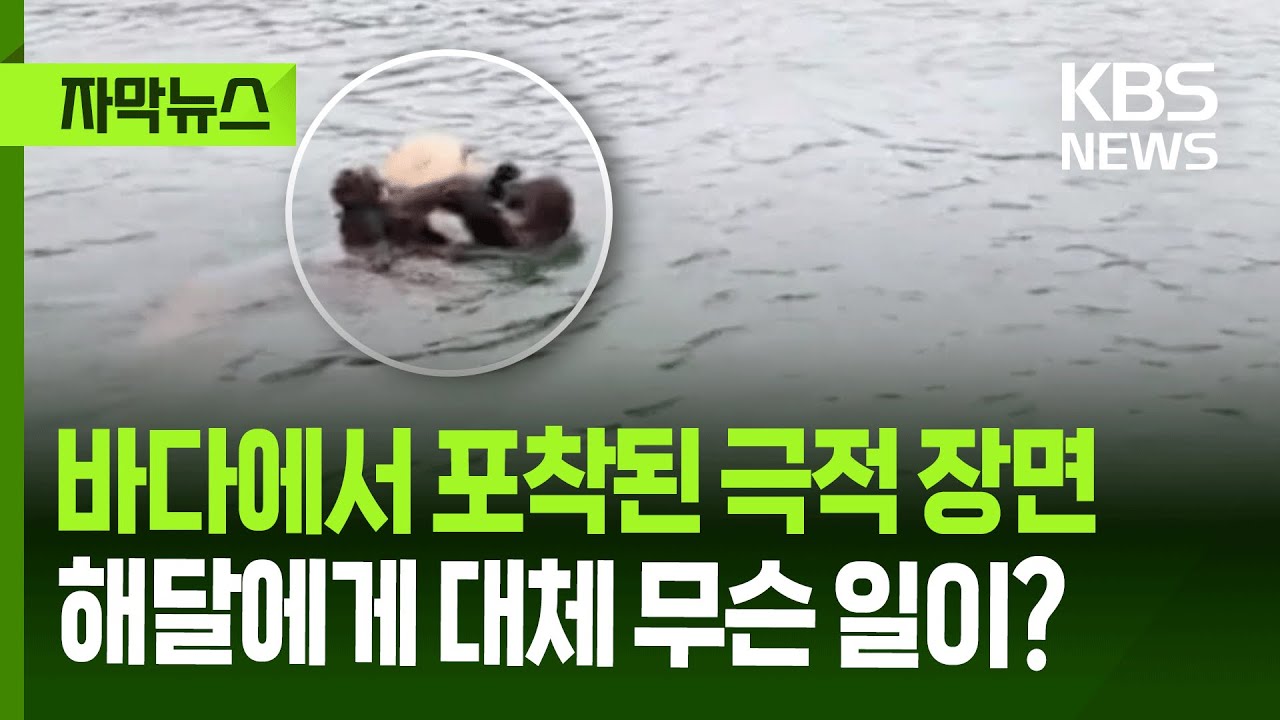 [자막뉴스] 바다에서 포착된 극적 장면…해달 가족에게 대체 무슨 일이 / KBS 2025.11.12.