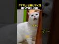 「ママ」と呼んでくる構って欲しい猫