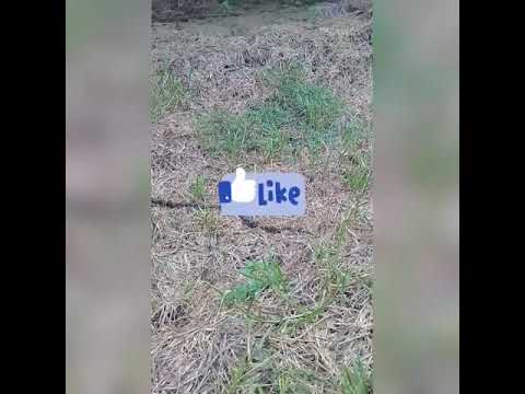 Ular sawah - YouTube