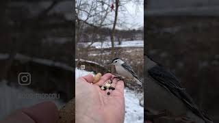 A Bird's Eye View in Slow Motion😀🐦