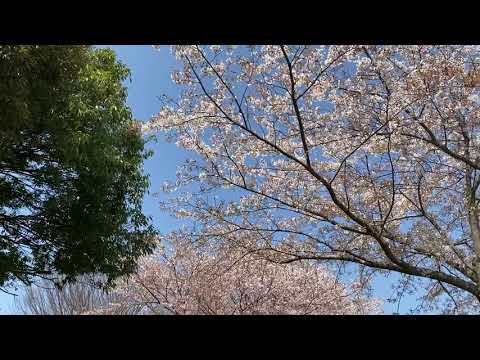 零れ桜