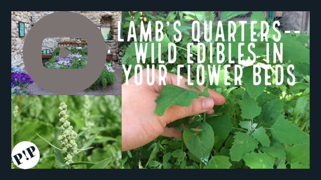Lamb's Quarters Wild Edibles in Your Flower Beds YouTube