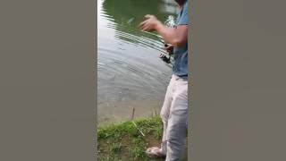 Patin Tasik idaman