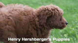 Henry Hershberger's Mini Goldendoodle Puppies C by Mt Hope Puppies 11 views 10 hours ago 1 minute, 8 seconds