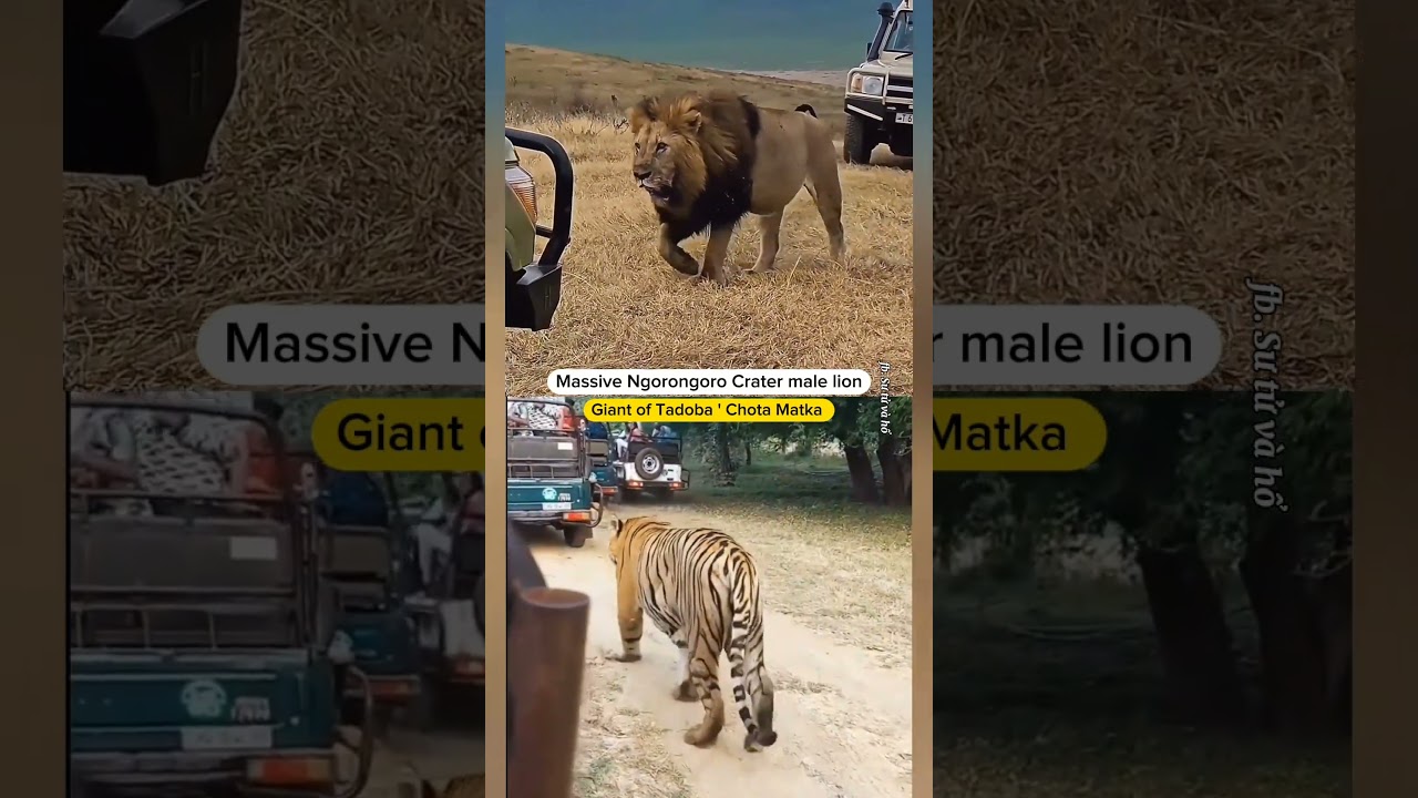 Comparison of Ngorongoro crater lion and Chota Matka Bengal tiger.