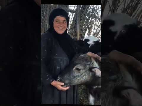 الحجية فاطمة تعرف تحجي ويه الجاموس الحجية فاطمة من المدينة عايشة في الاهوار مع جاموساتها اكسبلور