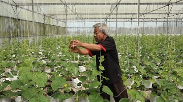 ỨNG DỤNG CÔNG NGHỆ CAO VÀO MÔ HÌNH TRỒNG DƯA LƯỚI