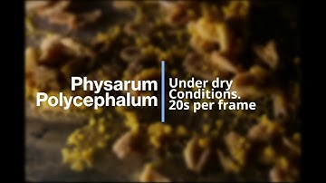 Physarum Polycephalum | Dry Conditions (4K)