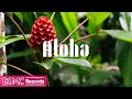 Hawaiian Music: The Perfect Aloha Vibe for Your Work & Study | BGMC Records