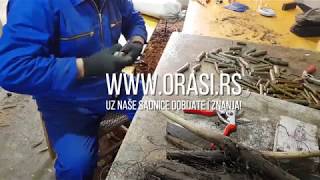 Lara, Čendler, Tulare. Kalemljenje Oraha, Mart 2019.