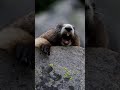 Funny marmot screaming  original