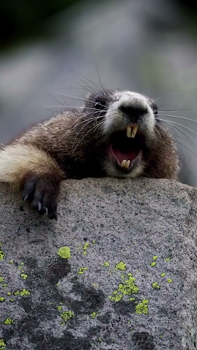 Funny Marmot Screaming - Original Video