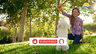 Canidae Chronicles Unveiling The Wild Wonders Of Wolves, Foxes, Dogs, And More Learn Spare