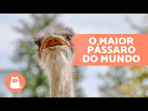 10 CURIOSIDADES sobre AVESTRUZES 🪶 Eles pesam 160kg? Botam ovos GIGANTES?