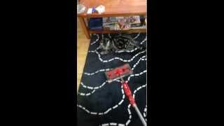 Cat attacks vacuum funny