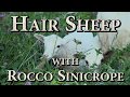 Hair Sheep with Rocco Sinicrope