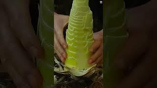 Panen Tunas Bambu Sangat Memuaskan Dengan Tangan Kosong shorts