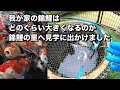 新潟県ツーリング錦鯉の里へ