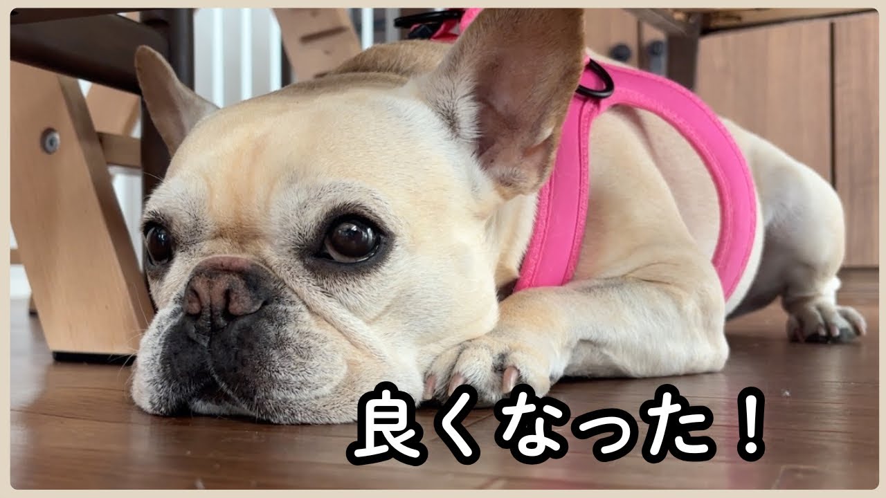 フレブルの皮膚が落ち着いてきました｜最近の我が家