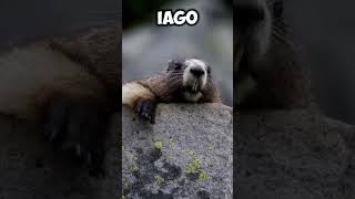 Marmota Gritando Iago