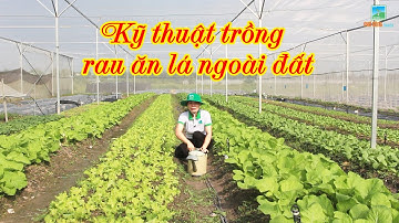 CÁCH TRỒNG RAU ĂN LÁ NGOÀI ĐẤT (Rau cải, Rau muống, Rau đay, Mồng tơi, Xà lách, Rau dền, Tần ô,...)