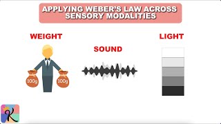 Celebrity Exploring Weber’s Law – Understanding the Just-Noticeable Difference (JND) and Sensory Perception Profile