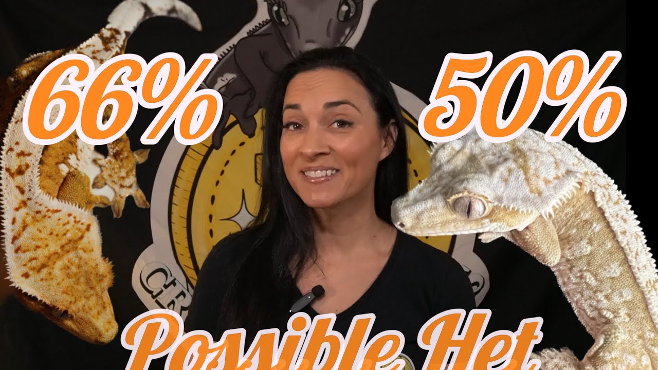 What Does 50 66 Possible Het Mean Crested Gecko Reptile what-does-50-66-possible-het-mean-crested-gecko-reptile