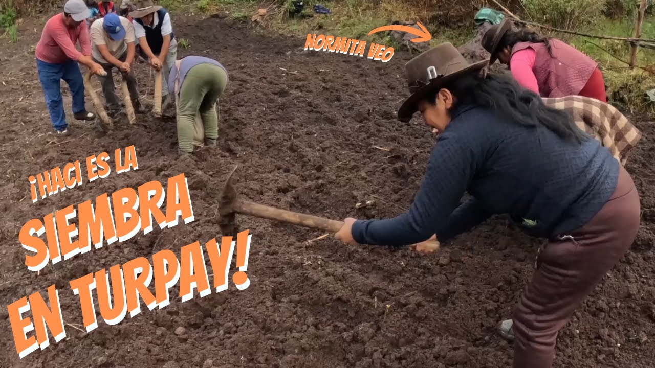 ASI SE VIVE LA SIEMBRA EN TURPAY | Normita Veo