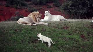 White Lion Cubs at Pumba Private Game Reserve