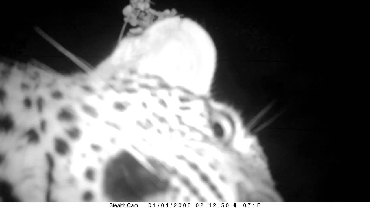 Leopard Night Vision Example Leopard playing with night vision camera - YouTube