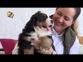 Cuidados de un cachorro (Bernese de la montaña)