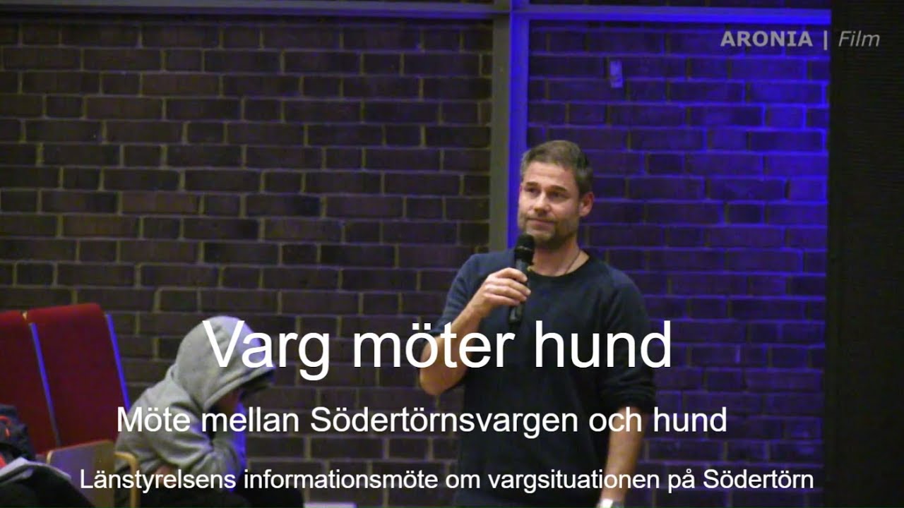 2017-11-14 Södertörnsvargen möter hund - Jens Frank, forskare Viltskadecenter kommenterar