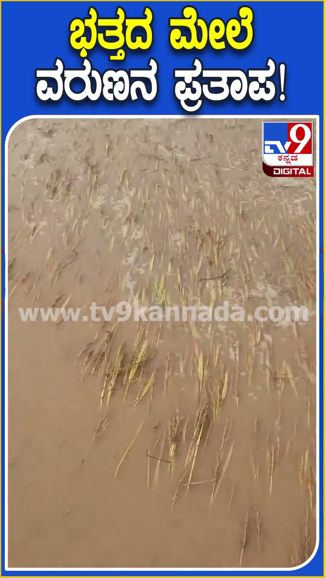 ಭತ್ತದ ಮೇಲೆ ವರುಣನ ಪ್ರತಾಪ! #Rain #Tv9D